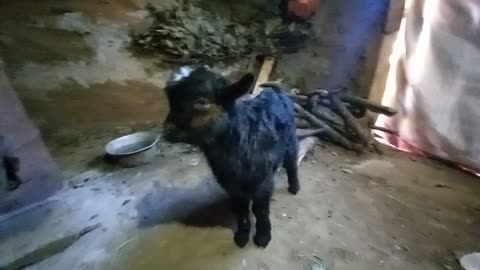 Cute baby goat😊😁