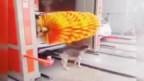 Dog enjoying the free washing