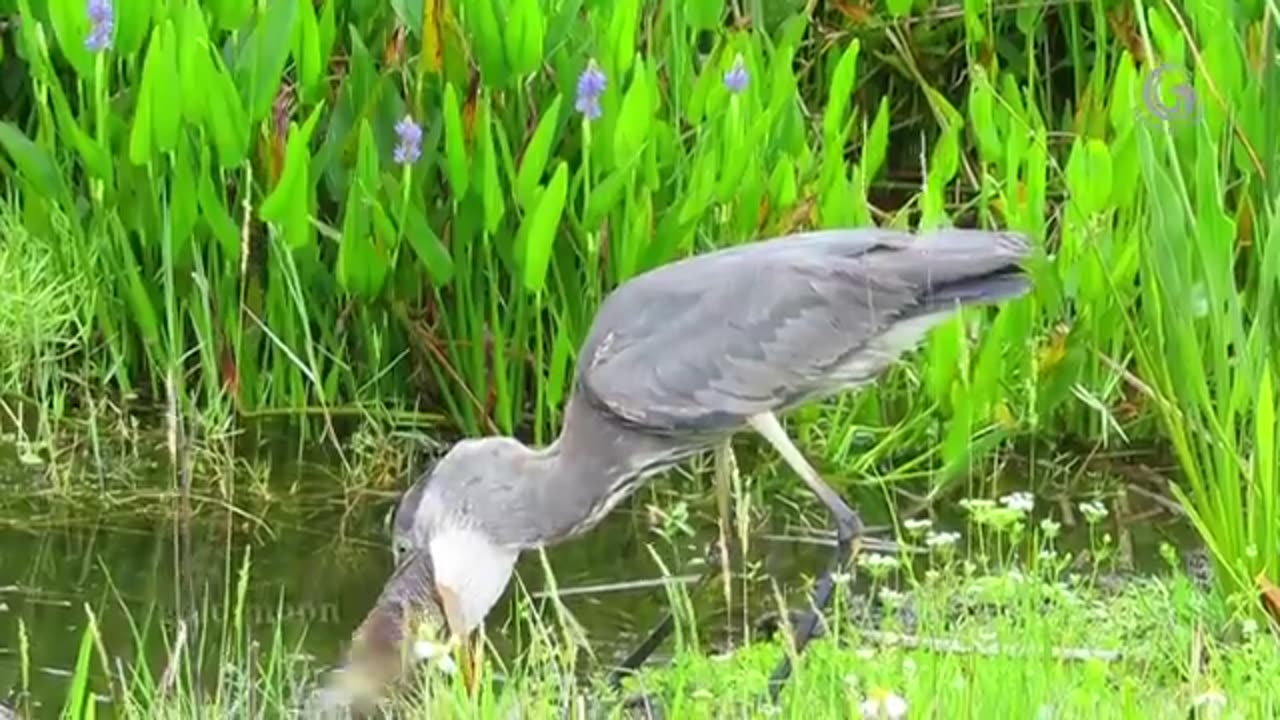 Smart Heron Used Bread To Fish | Amazing Exotic Birds | Green Heron fishing with bread