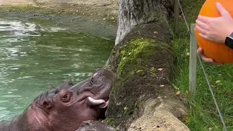 Hungry Hippos Enjoy Pumpkin Treats || ViralHog