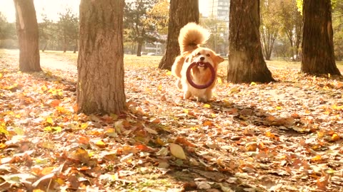 Corgi dog running in an autum forest