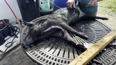 Catching Wild Boar Hogs with dogs ⁄ update on our dogs