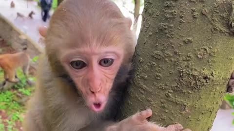 Baby monkey is hungry and waiting for feeding