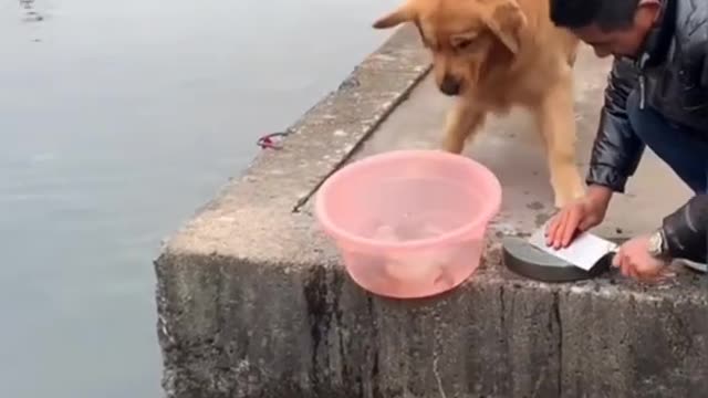 KIND DOG HELPING MAN VERY SMARTLY