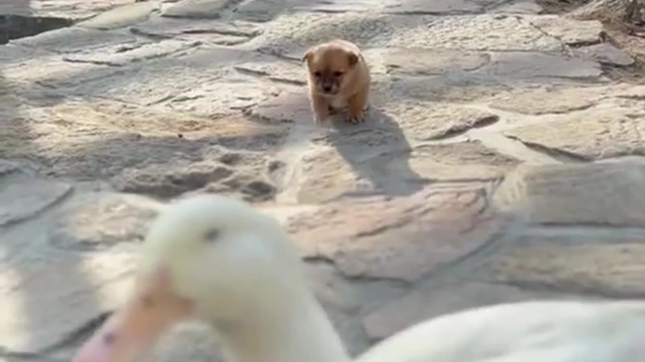 Funny Video