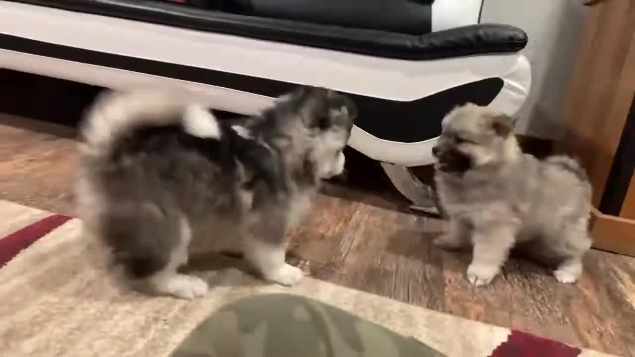 Best Bowtie Pomsky Love - Maze and Ivy Pomskies Being Playful