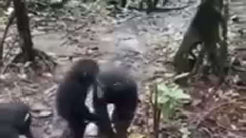 Baby chimps welcoming new members