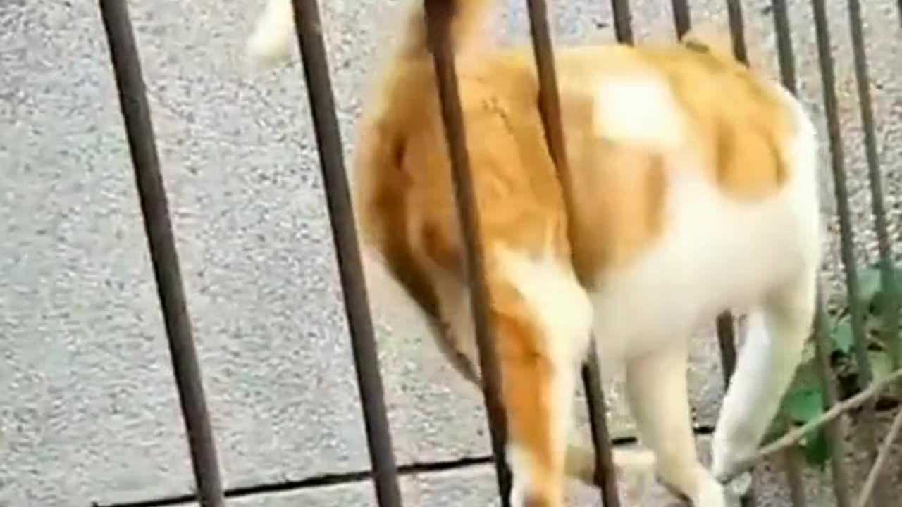 Best funny animal