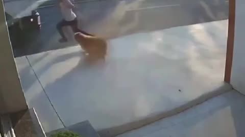 Bad Dog