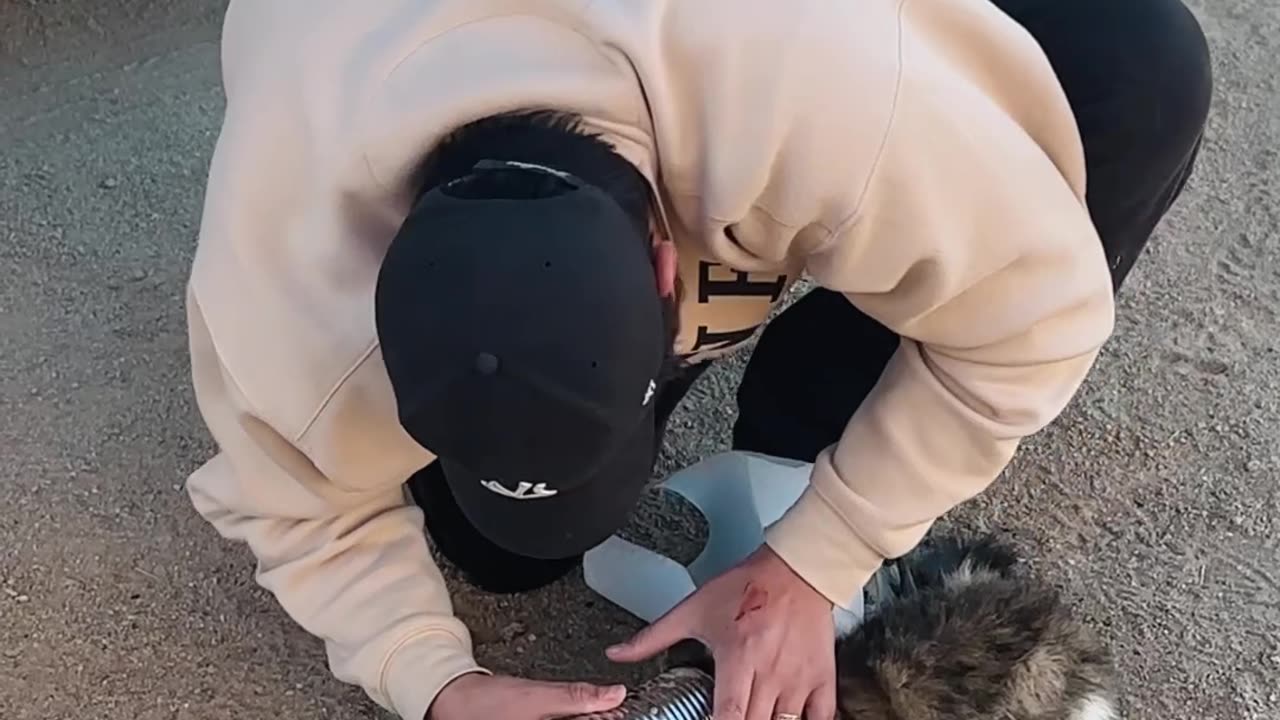 Cat's Head Removed From Tin Can