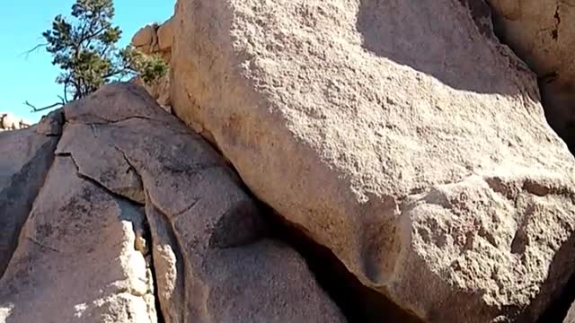 JOSHUA TREE NATIONAL PARK BARKER’S DAM TRAIL!