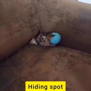 some of us are coach potatoes some of us coach cushions