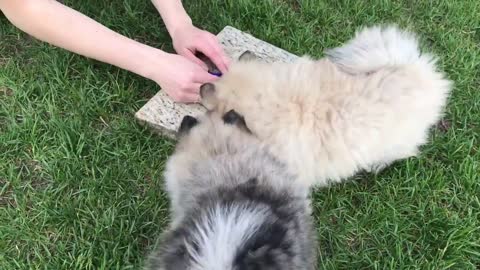 Best Bowtie Pomsky Love - Best Pomsky Play Ever!