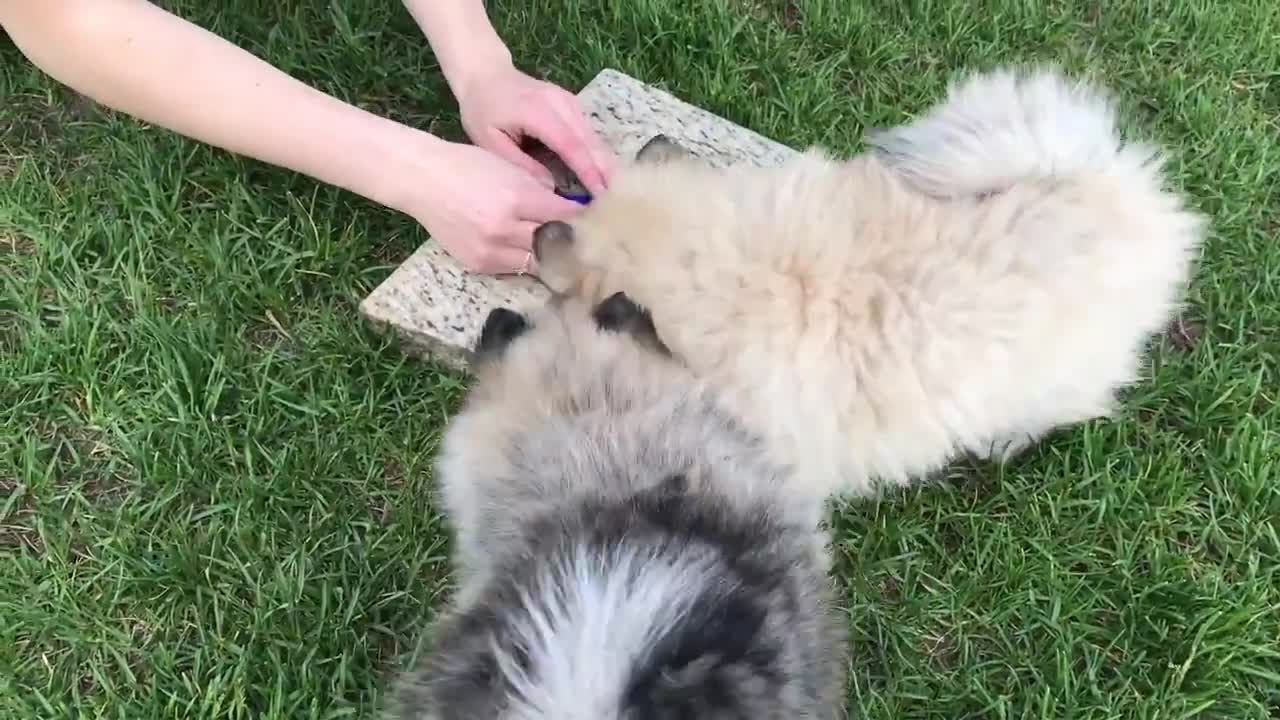 Best Bowtie Pomsky Love - Best Pomsky Play Ever!