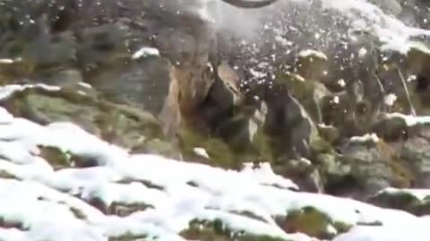 ibex stumbled from a snowy mountain