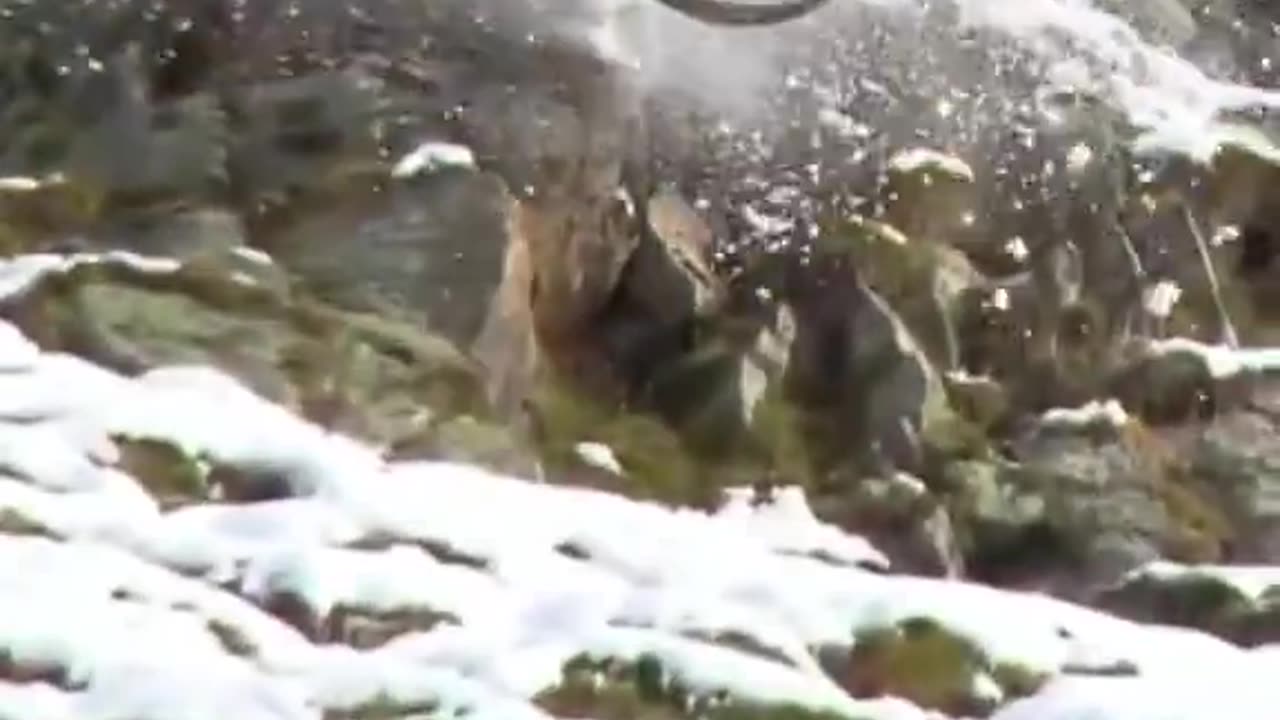 ibex stumbled from a snowy mountain