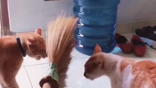 Funny Animals Cat Video. Do You Know Who Won?? 🤣🤣🤣