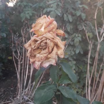 Winter destroyed the rose