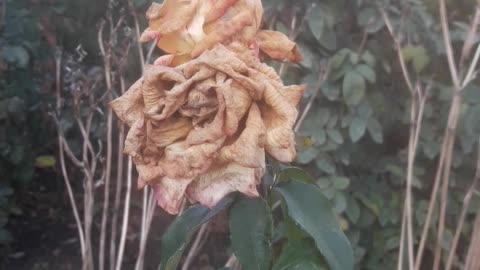 Winter destroyed the rose