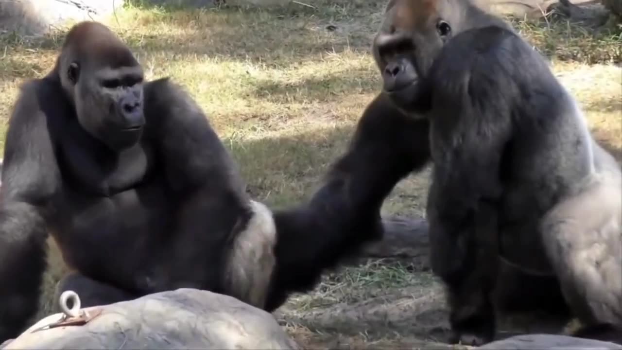 gorilla vs gorilla