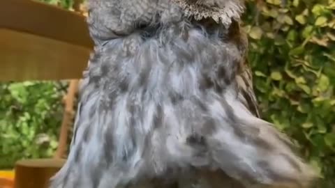 🙏❤️🎉🎉🎉🎊🎊🎊️SWEET AND FUNNY PETS SHOTS 🙏❤️❤️🎉🎉🎉🎊🎊🎊