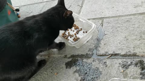 20231027 171723 Tux Eating