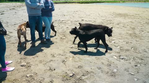 Fight at Cane Corso Meetup & Natural Guarding Instincts #dog#viral