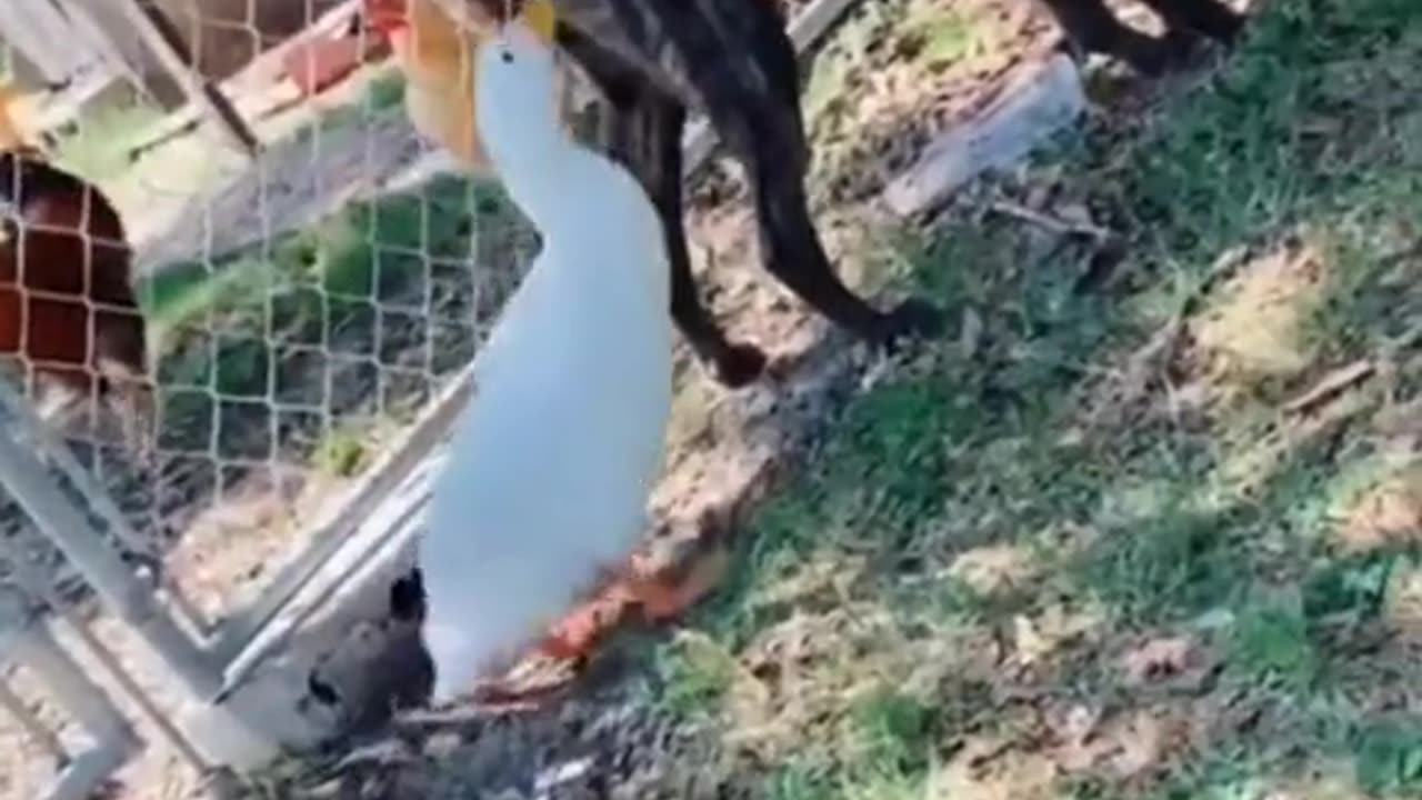 Funny moment animal super funny 🤣