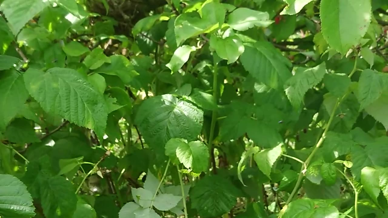 a bird nest in the garden