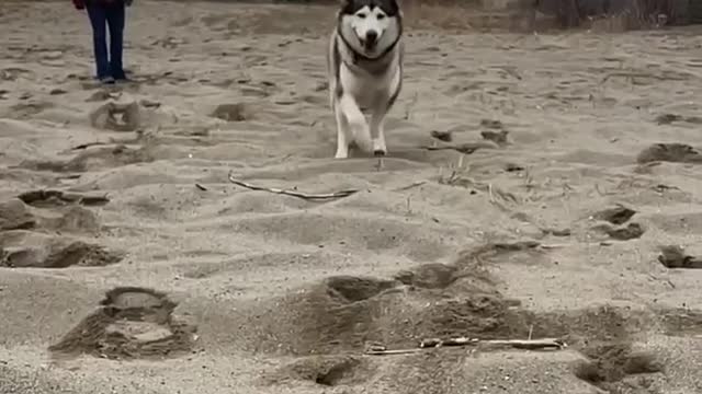 Our Boy Nanook Out For A Run