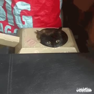 Cute Cat Gif