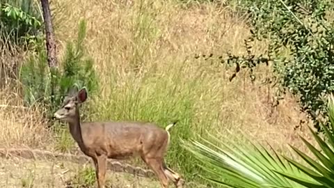 First Visit Of Summer! #Deer #Squirrel #Panda