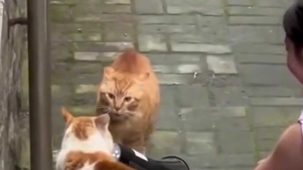 Funny cat video