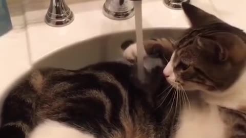 Funny cat taking a bath 😂