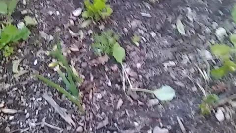 VEGETABLE PLANTS IN GARDEN.