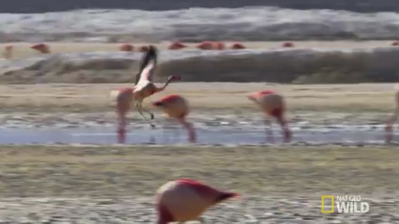 These Flamingos Have Sweet Dance Moves | Wild Argentina