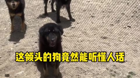 Surrounded by a stray dog in Tibet, thought to be