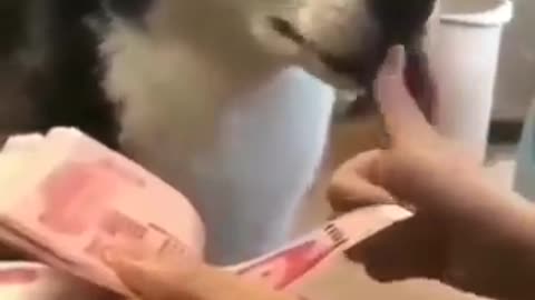 Funny cats🐱🐱 and dogs are🐶🐶