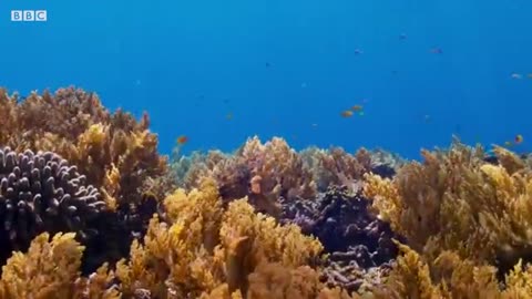 Cuttlefish Hypnotises Prey | Blue Planet II | BBC Earth