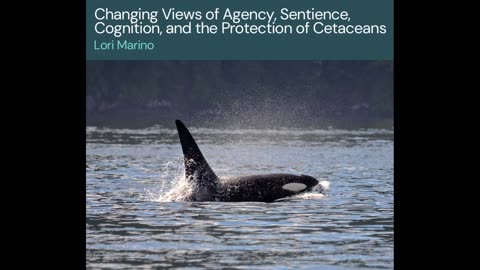 Changing Views of Agency, Sentience, Cognition, and the Protection of Cetaceans