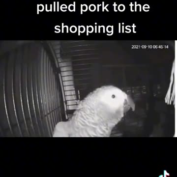 Parrot 🐦 orders alexa