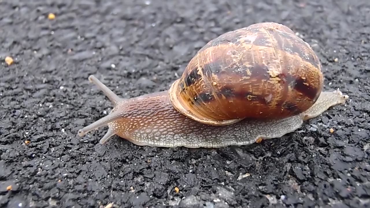 A snail