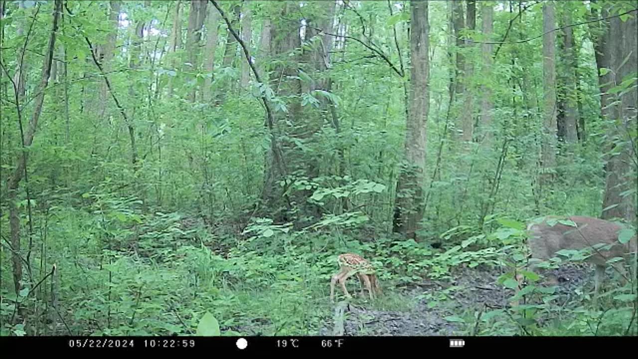 Doe with Newborn Fawn