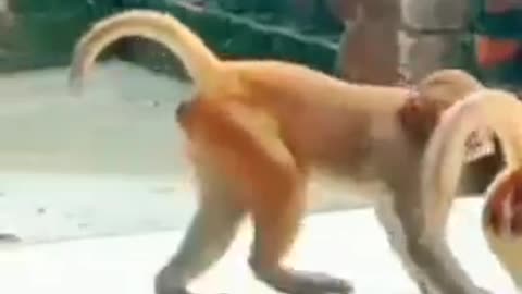 Monkey having fun