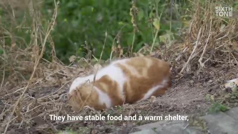 Cat Island: A Utopia For Shanghai’s Stray Felines