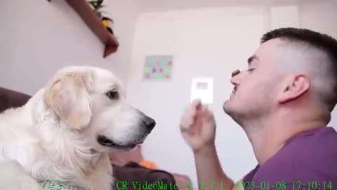 I'm Trying with My Nose to Touch the Nose of My Funny Golden Retriever [Challenge]