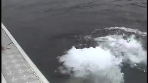 Luna, a wild orca, plays with his human friend