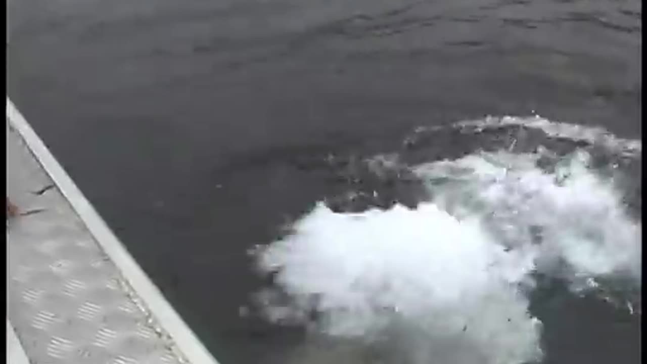 Luna, a wild orca, plays with his human friend