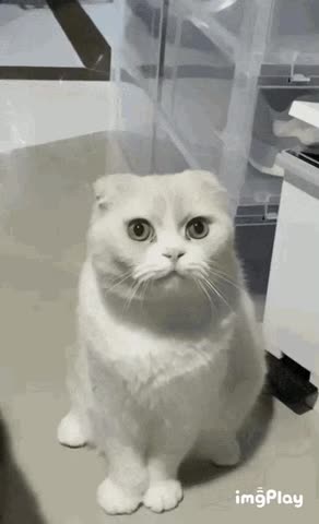 Cute Cat Gif