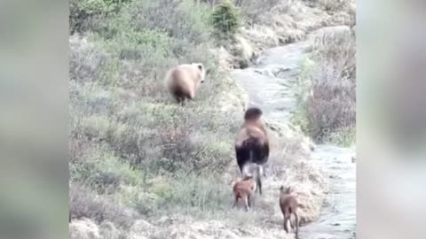 Inacreditável alce ataca urso para defender seu filhote